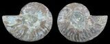 Bargain, Sliced Fossil Ammonite Pair - Million Years Old #51478-1
